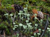 Cladonia fimbriata-2.jpg
